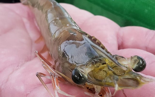 Brazilian researchers develop new shrimp genetic tool