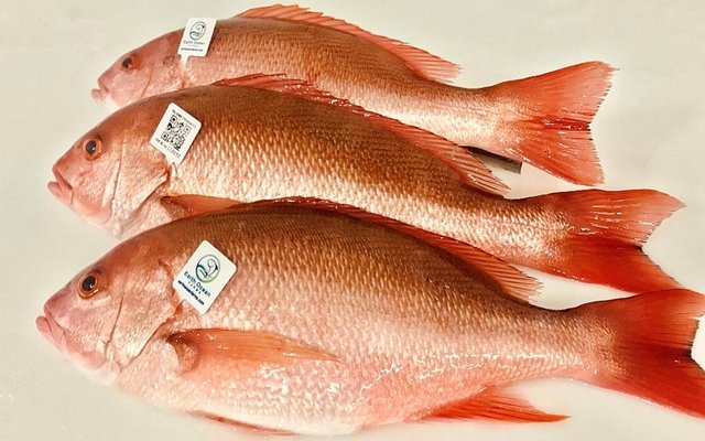 Earth Ocean Farms, CAT partnership to improve genetics of red snapper