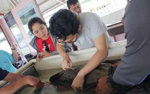 Non-invasive method to determine grouper sex