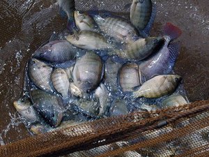 Genetic resistance to lethal virus found in tilapia
