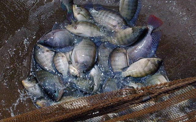 Genetic resistance to lethal virus found in tilapia