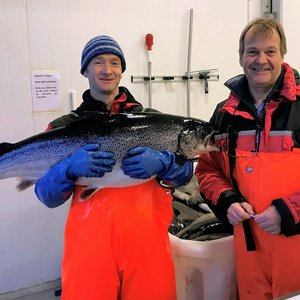 Norwegian researchers developed super male salmon