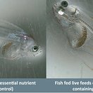 OSU researchers aim to halve hatchery morts with novel nutrient delivery system