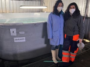 INCAR, Hendrix Genetics partner to select salmon resistant to sea lice