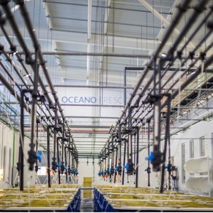 New bivalve hatchery R&D center opens in Portugal