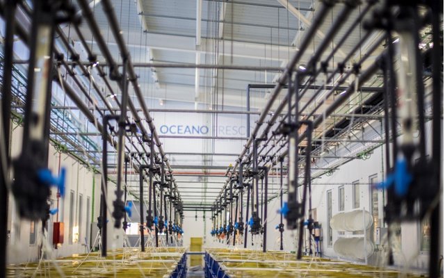New bivalve hatchery R&D center opens in Portugal