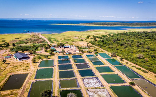 FirstWave Group, Xelect Genetics partnership to develop a breeding program for local tilapia