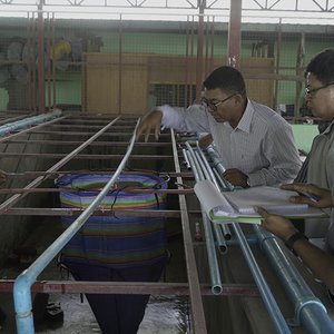 International project to develop breeding program for rohu carp in Myanmar