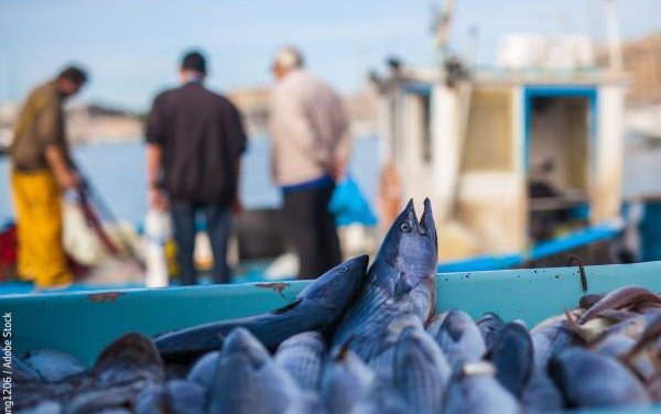 EU proposes second package of measures to support aquaculture hit by war