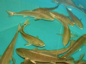 USA partnership to boost domestic farm-raised fish