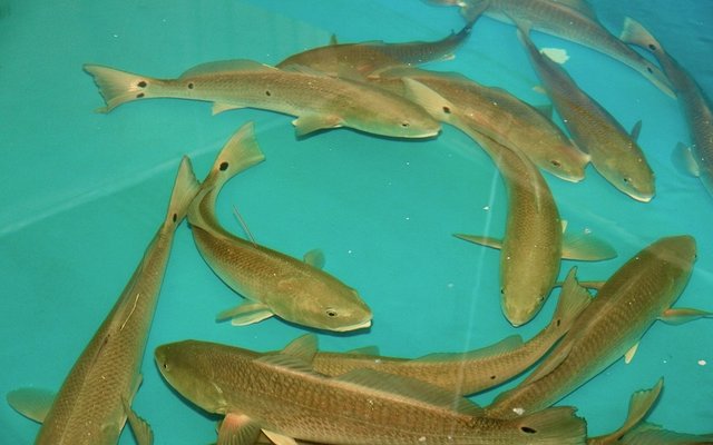 USA partnership to boost domestic farm-raised fish