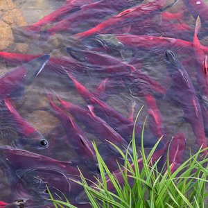 eDNA applications for early detection of fish parasites