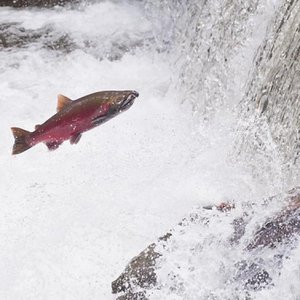 Genetic analysis reveals differences in mate choice between wild and hatchery coho salmon