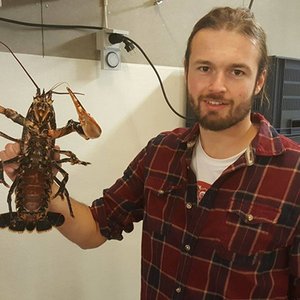 Sustainable feed for lobster larvae shows promising results