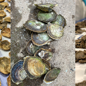 Genetic code findings could aid oyster success