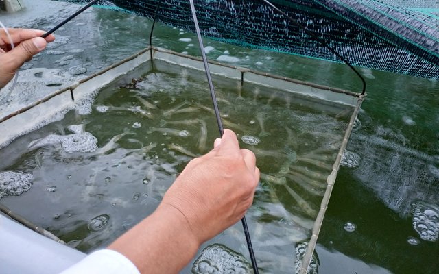 India state bans 20 antibiotics from use in shrimp farms