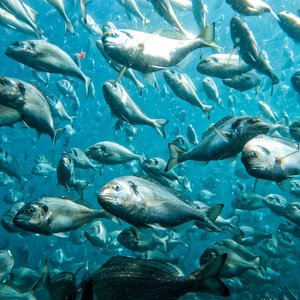 ASC opens public consultation on fish health and welfare