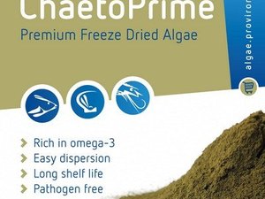 Proviron offers all year round CHAETOPRIME for shrimp and shellfish