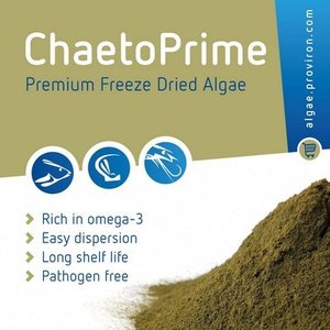 Proviron offers all year round CHAETOPRIME for shrimp and shellfish