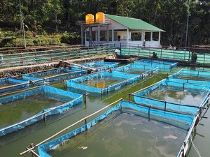 New private GIFT hatchery in Timor-Leste