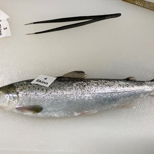 Hydrolyzed krill protein increases growth in salmon smolts