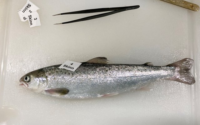 Hydrolyzed krill protein increases growth in salmon smolts