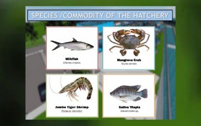 The Philippines to build a multispecies hatchery