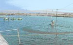 India allows hatcheries within 200m of shore