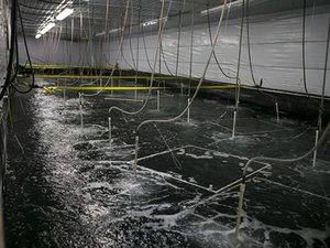 NaturalShrimp to validate technology opening the door for freshwater fish markets