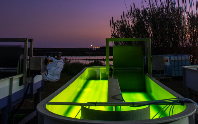 What are the benefits of LED lighting in microalgae grown in raceway ponds?