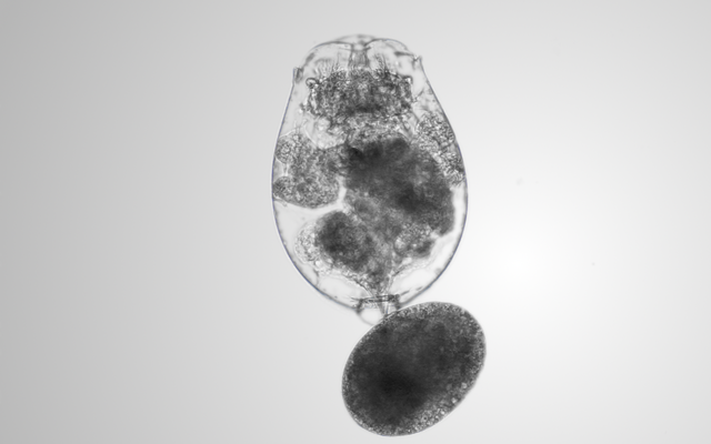 Are rotifer resting eggs an alternative for fish hatcheries?