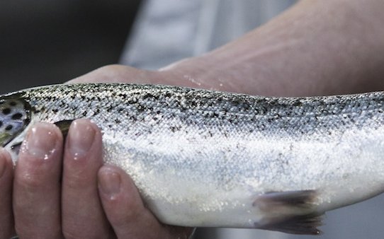 Japanese giants invest in Danish Salmon