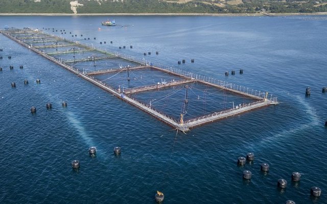 Hendrix Genetics launches new products for Chilean salmon industry