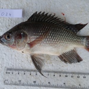 Study finds genetic rewiring behind tilapia evolution in East Africa