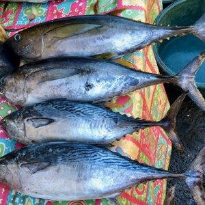 Philippines aims at closing the mackerel tuna breeding cycle