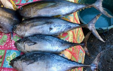 Philippines aims at closing the mackerel tuna breeding cycle