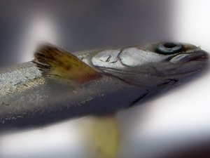 Study finds slow production of salmon smolt in hatcheries improves fish heart health