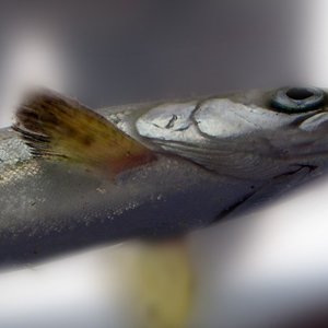 Study finds slow production of salmon smolt in hatcheries improves fish heart health