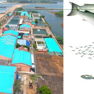 India develops hatchery technology for grey mullet