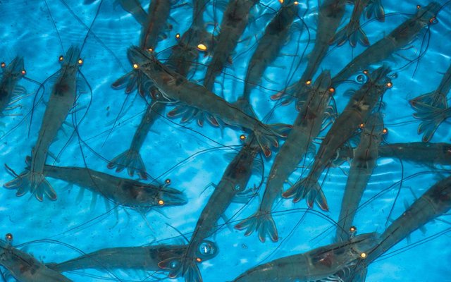 Shrimp Improvement Systems introduces new shrimp broodstock in India