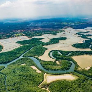 ASC funds initiative to protect vital mangrove forests