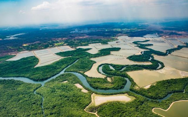 ASC funds initiative to protect vital mangrove forests