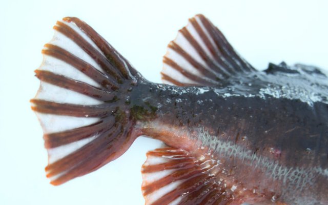 The genome of the lumpfish has been mapped