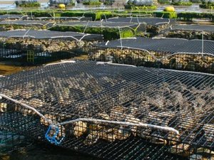 US funding opportunity to address the impact of stressors on shellfish aquaculture
