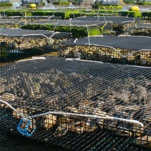 US funding opportunity to address the impact of stressors on shellfish aquaculture