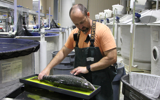 Cargill, Freshwater Institute partnership to improve feeds for RAS salmon farming