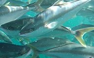 Tender called for construction of yellowtail kingfish nursery in Australia