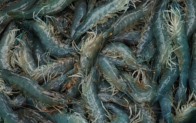 India to boost shrimp industry with reduced import duties