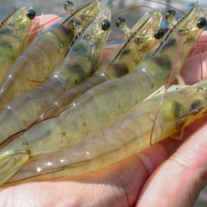 New project to develop proof of concept for shrimp precision aquaculture