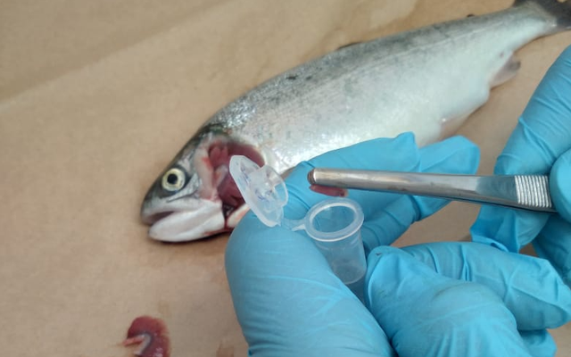Salmon companies incorporate smolt indicator into their production magement